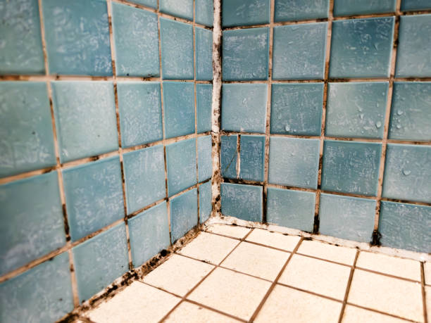 Best Basement Mold Removal  in Granite, OK
