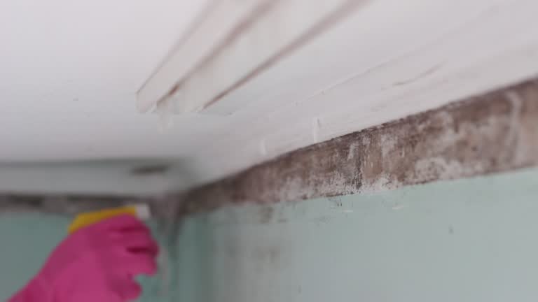  Granite, OK Mold Removal Pros